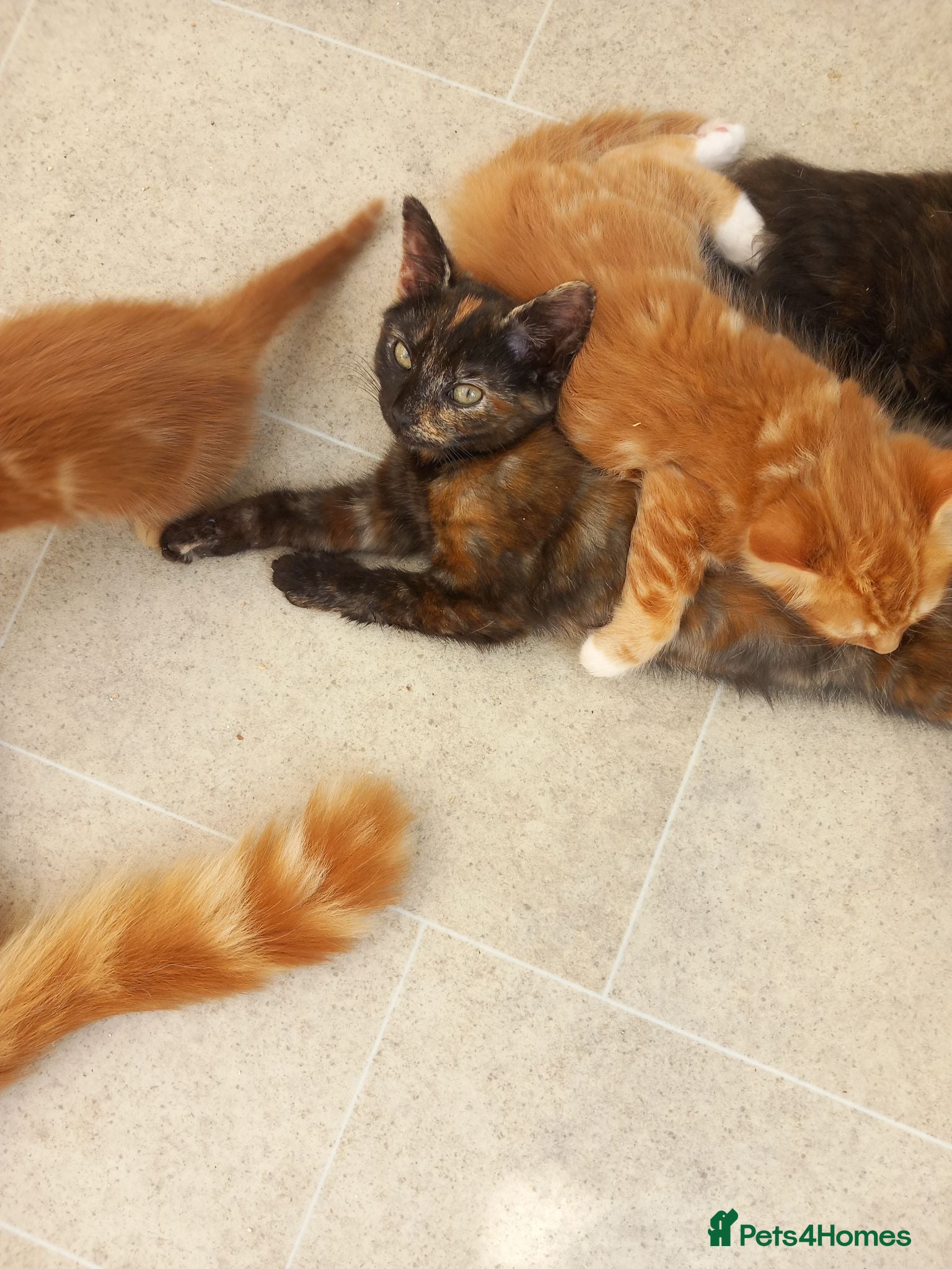 Mixed Breed cats Little tortie kitten looking for her forever home. - Advert 2