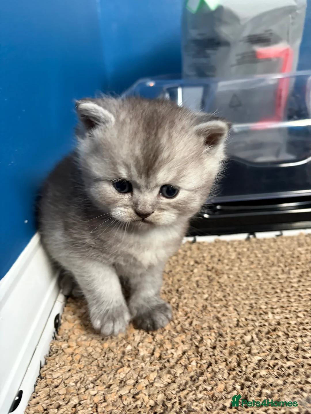Persian cats for sale: British Persians  - Advert 17
