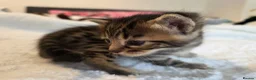 Mixed Breed cats for sale: Bengal cross kittens - stunning colours in Stroud - Advert 22