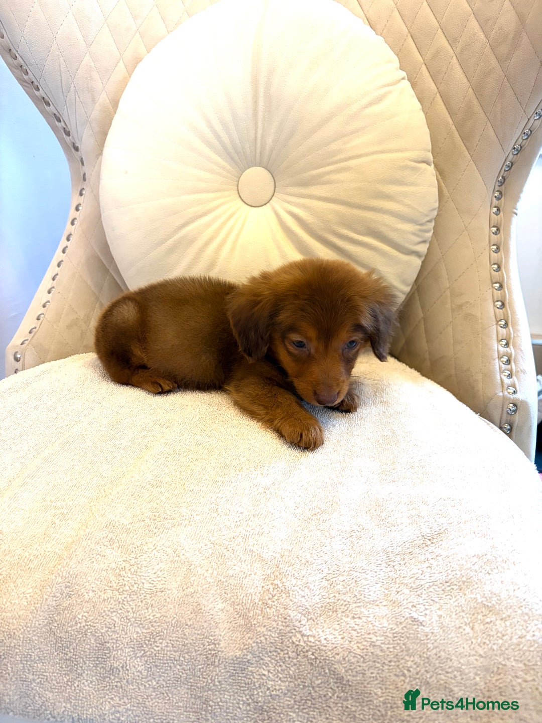 Miniature Dachshund dogs for sale: Dachshund puppy only 1 Boy still available  - Advert 5