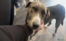 Mixed Breed dogs for adoption: Valour is available for foster or adoption - Image 2