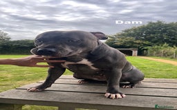 Staffordshire Bull Terrier dogs for sale: Staffordshire bull terrier puppies | blue staff - Image 3