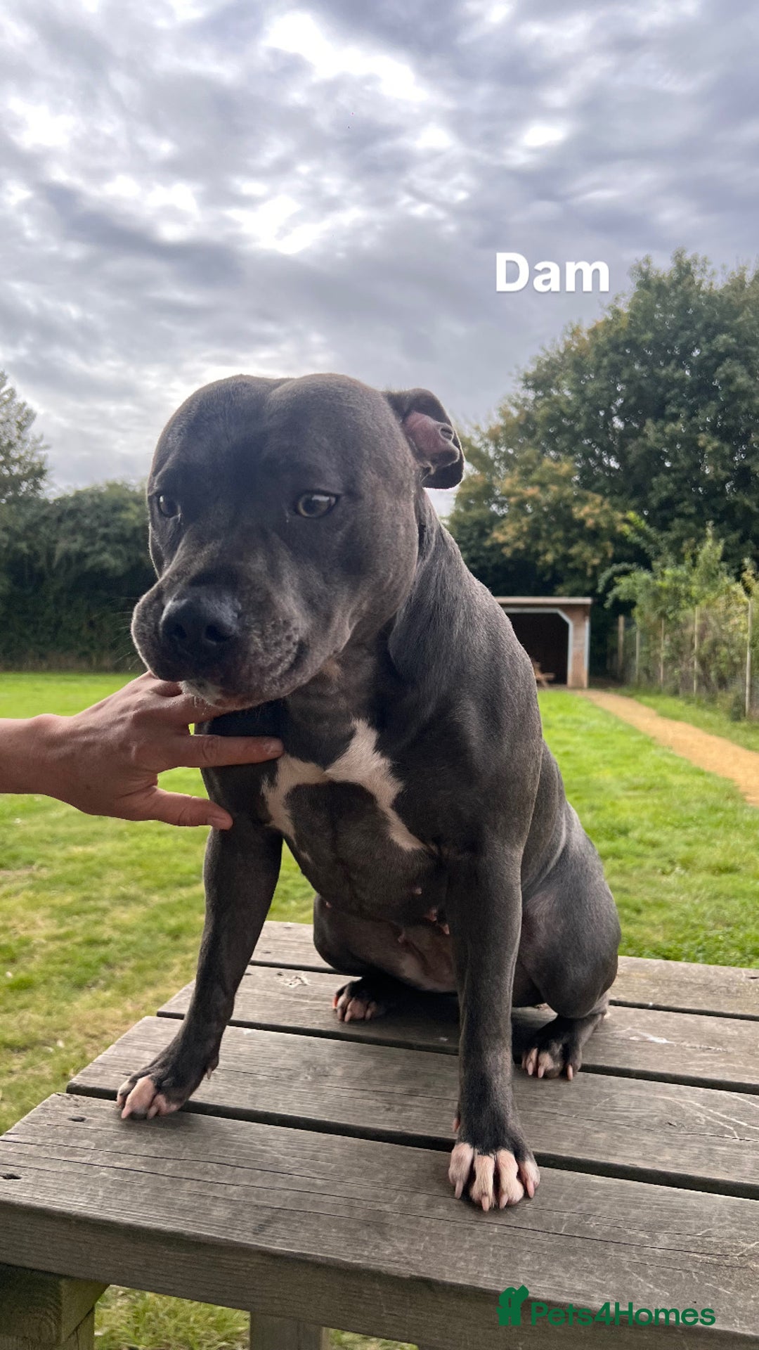 Staffordshire Bull Terrier dogs for sale: Staffordshire bull terrier puppies | blue staff - Image 3