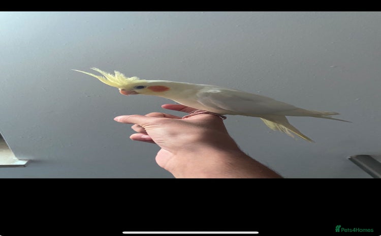 Cockatiels birds - Advert 2