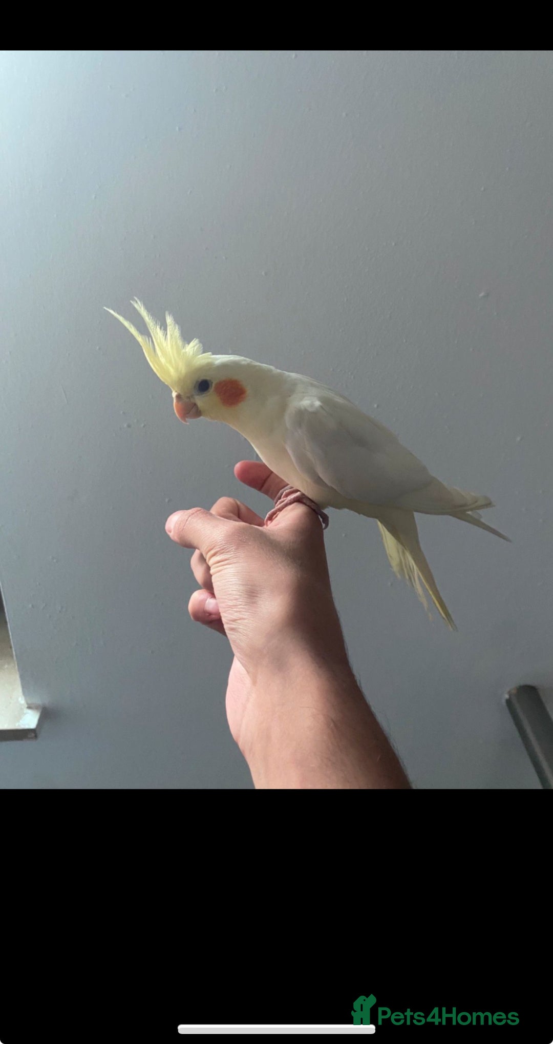 Cockatiels birds for sale: Stunning cockatiels - Image 1