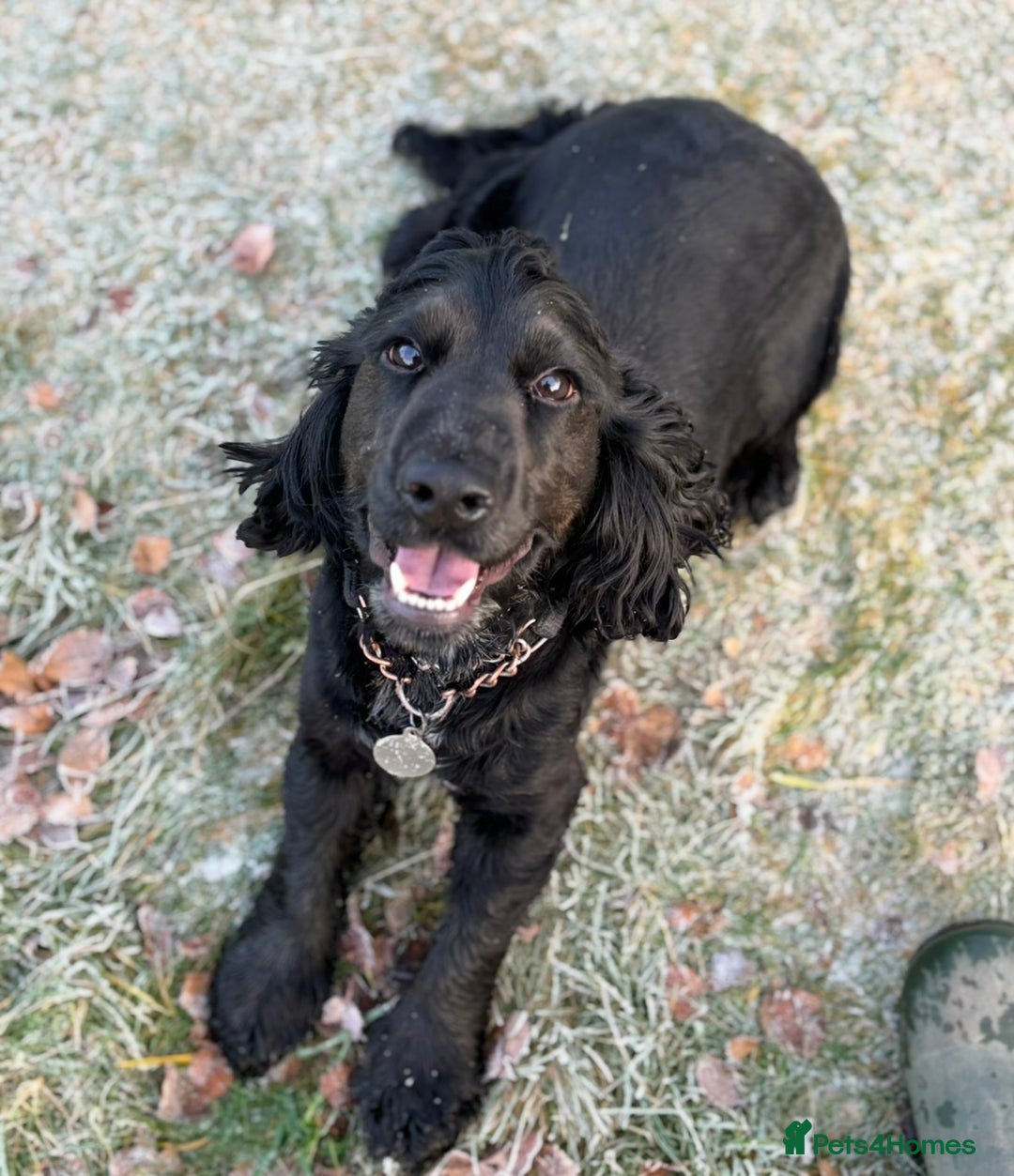 Pedigree Cocker Spaniel Dog (KC Registered) for sale in Hawick