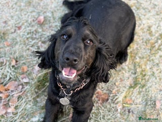 Cocker Spaniel dogs - Advert 3