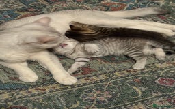 British Shorthair cats for sale: Unusual litter of British Shorthairs - Image 7