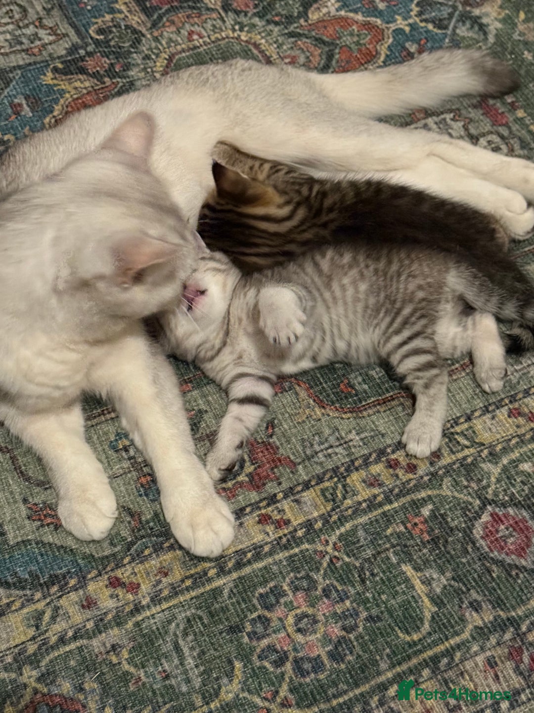 British Shorthair cats for sale: Unusual litter of British Shorthairs - Image 7
