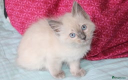 Ragdoll cats for sale: Ragdoll  - Image 4