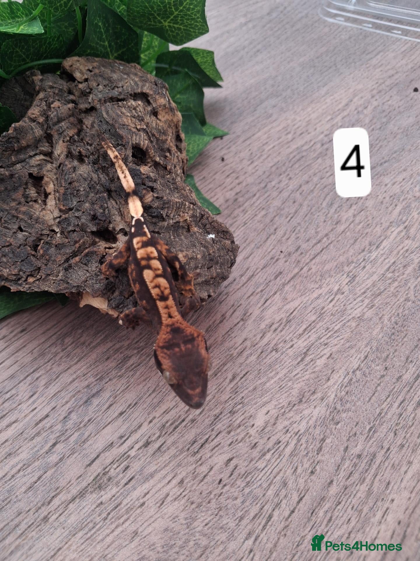 Gecko reptiles Crested geckos - Advert 2