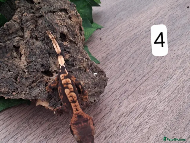 Gecko reptiles Crested geckos - Advert 2