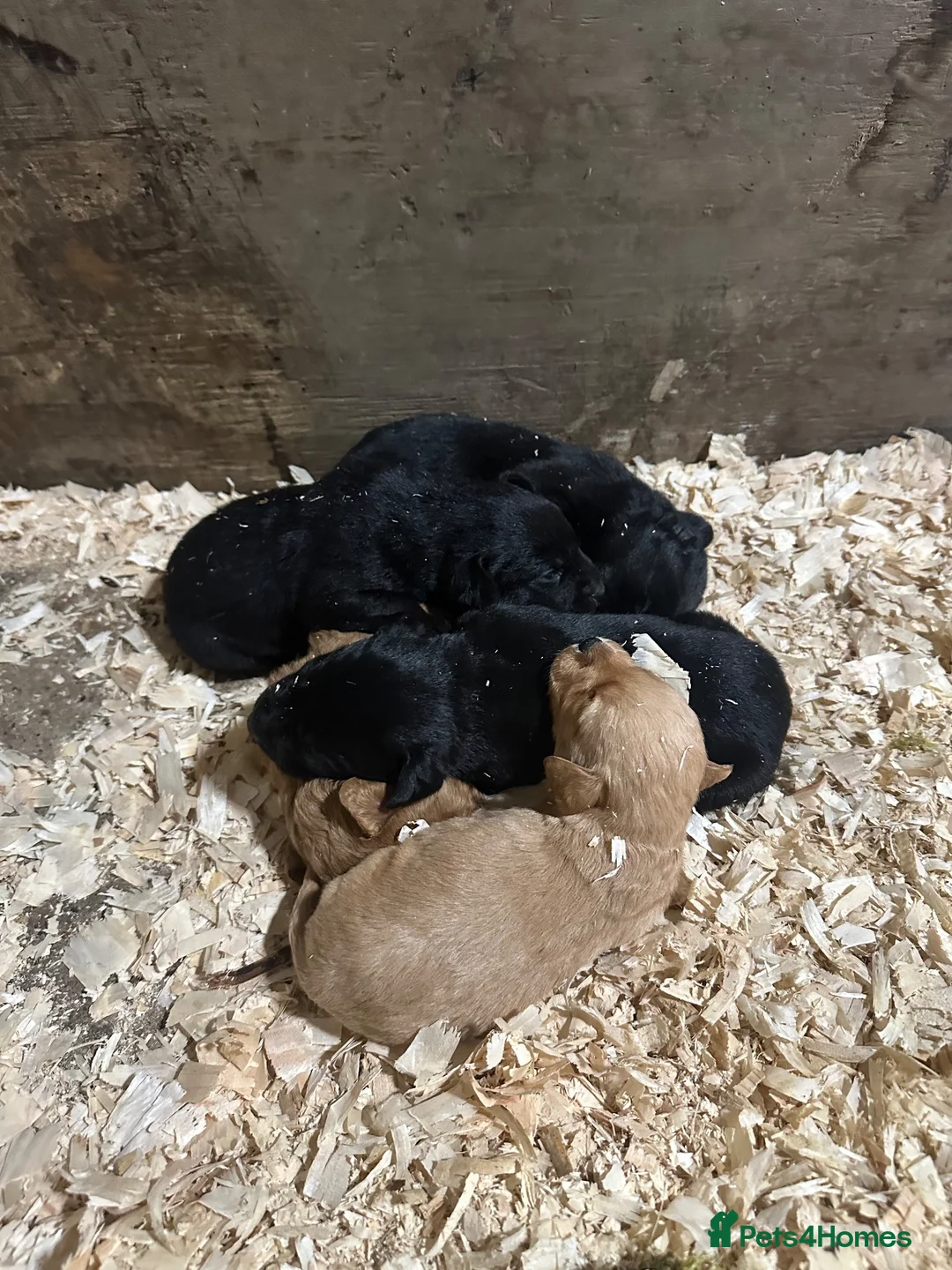 Mixed Breed dogs for sale: Fox red Labrador cross kelpie pups in Bathgate - Advert 3