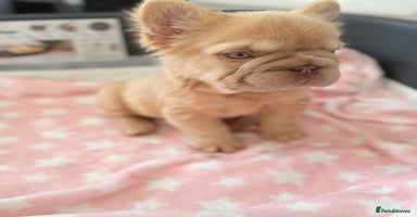 French Bulldog dogs - Advert 15