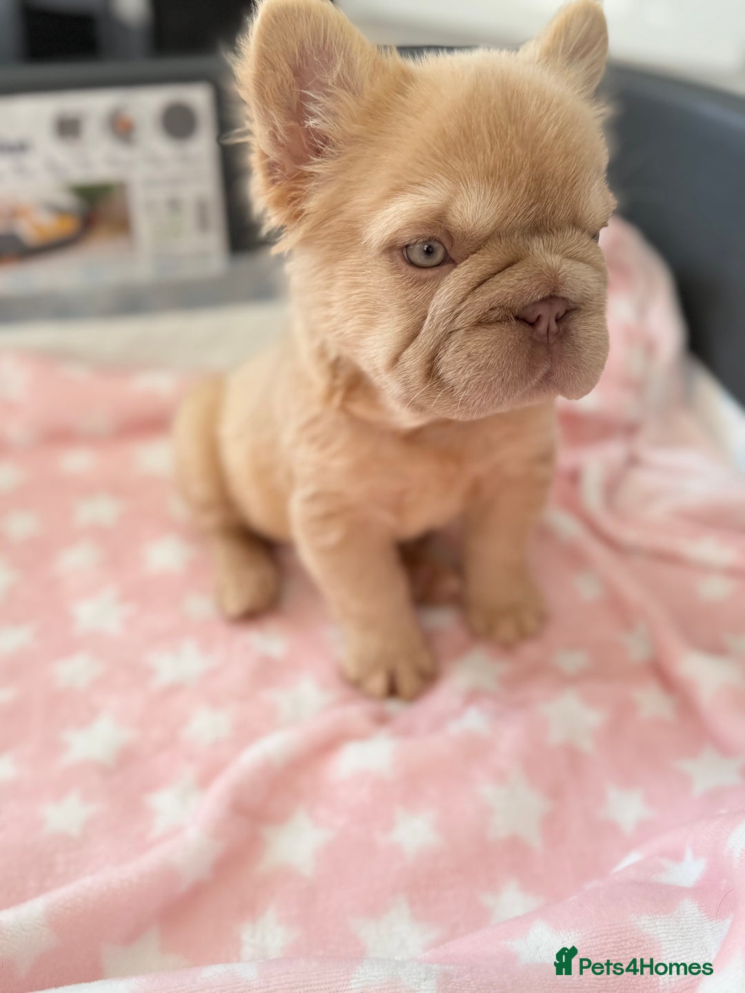 French Bulldog dogs for sale: Visual fluffy French bulldog PUPPYS REDUCED  - Image 3