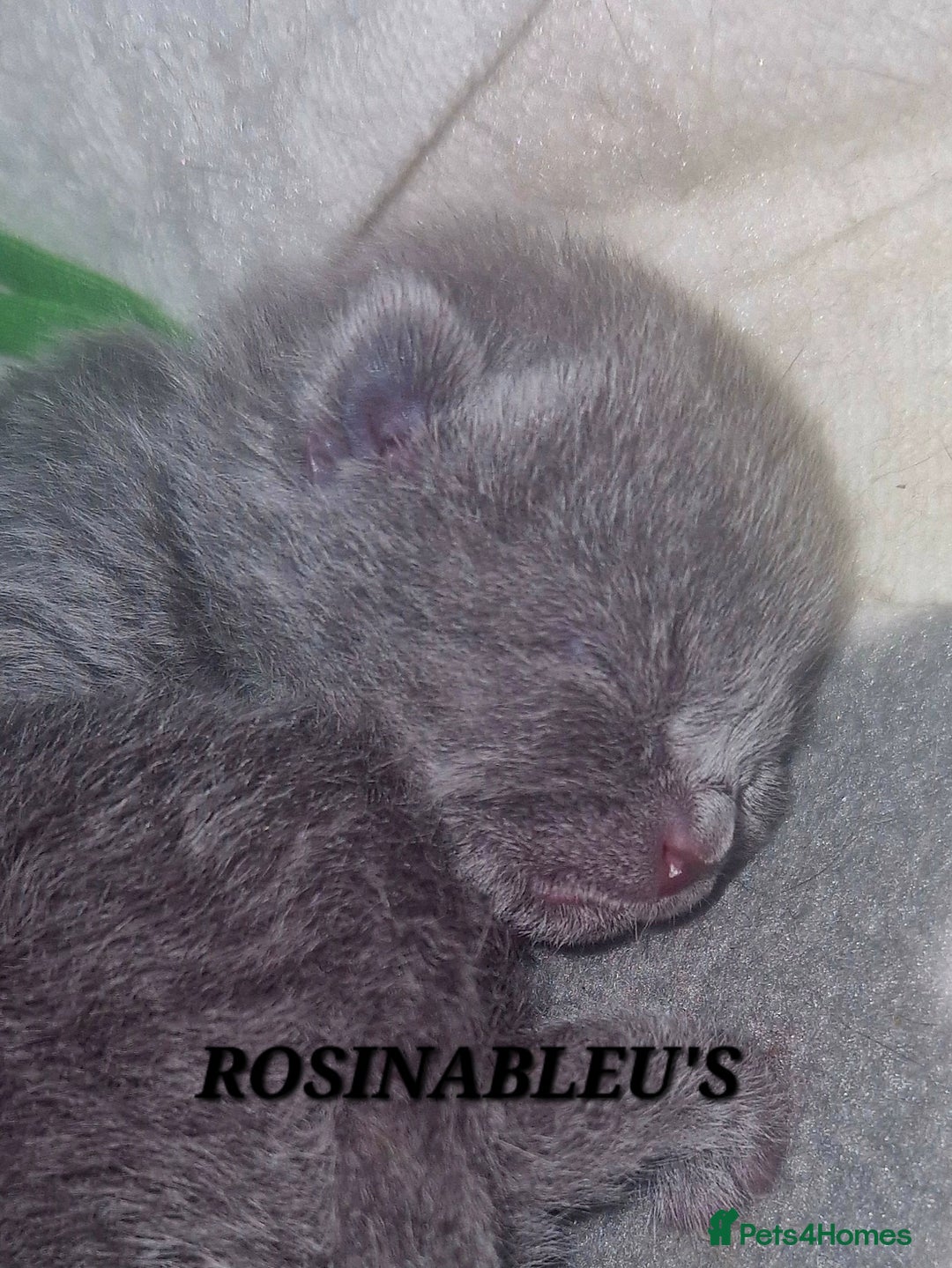British Shorthair cats for sale:  Gccf British shorthair kittens champion lines 🏆 - Image 23