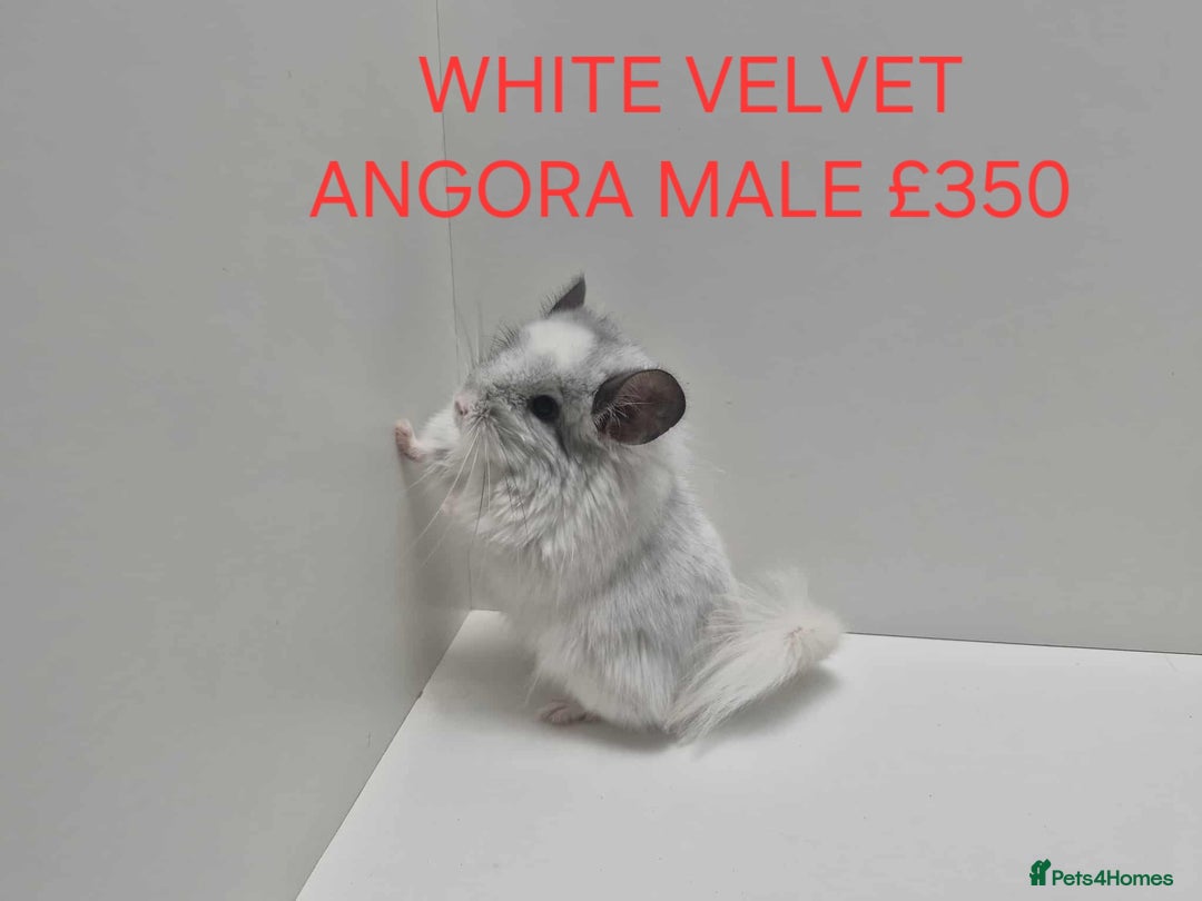 Chinchilla rodents for sale: STUNNING BABIES CHINCHILLA MIX COLOURS AND GENDER  - Advert 13