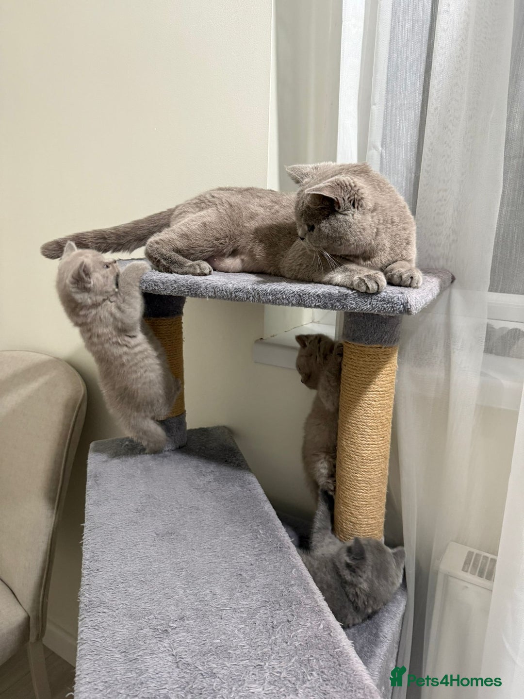 British Shorthair cats for sale: British shorthair kitten - Advert 15