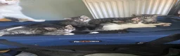 Mixed Breed cats for sale: 4 playful mixed kittens looking for forever homes - Advert 10