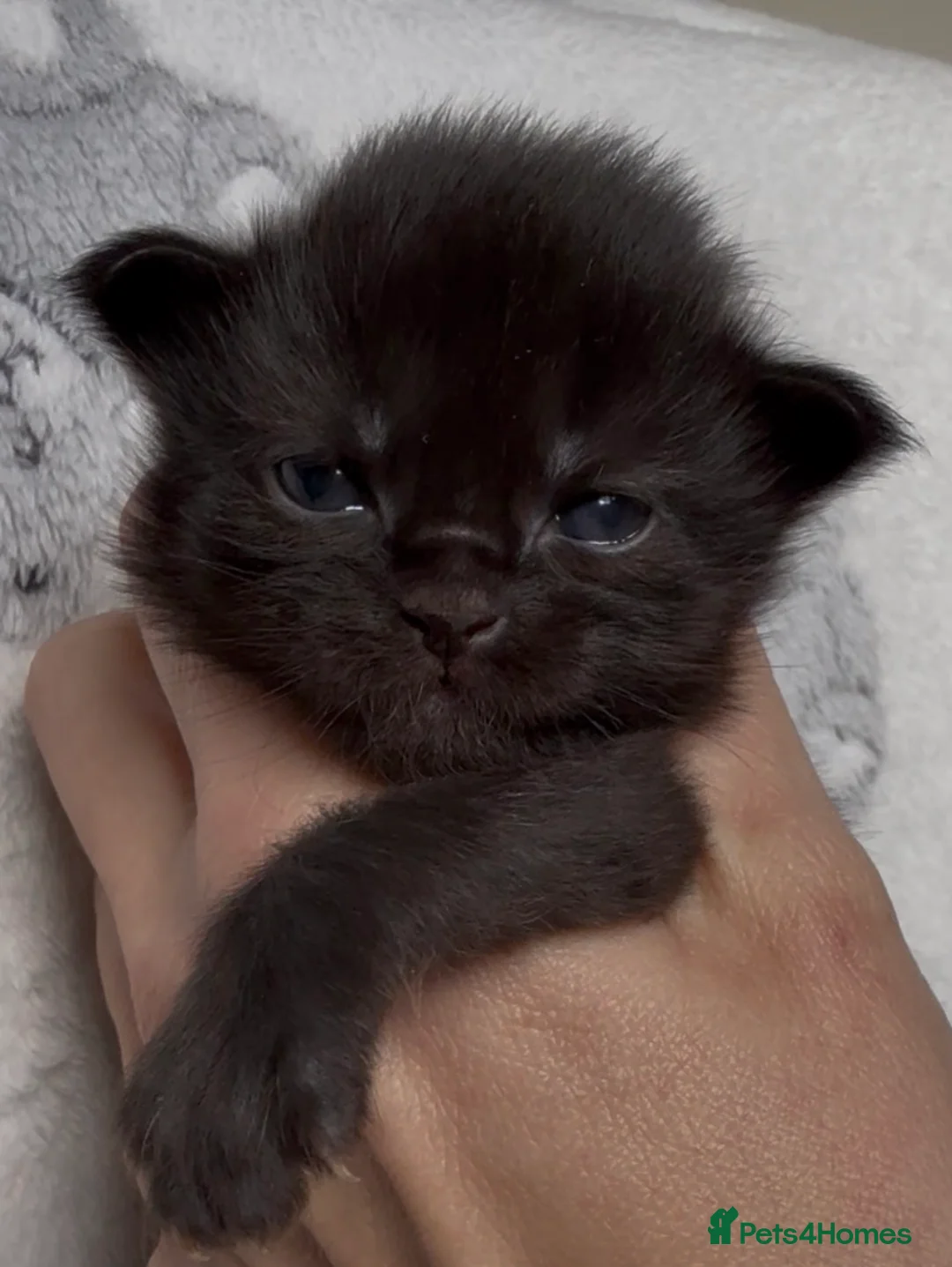 Maine Coon cats for sale: Stunning Maine Coon Kittens Unique Black Smokes - Advert 1