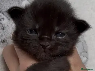 Maine Coon cats Stunning Maine Coon Kittens Unique Black Smokes - Advert 1