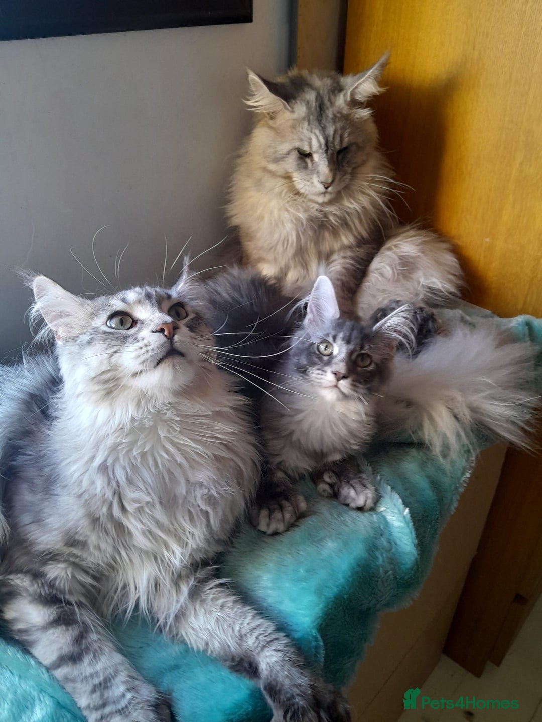 Maine Coon cats for sale: black smoke ticked ns25 polydactyl girl maine coon - Advert 1