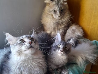 Maine Coon cats black smoke ticked ns25 polydactyl girl maine coon - Advert 3