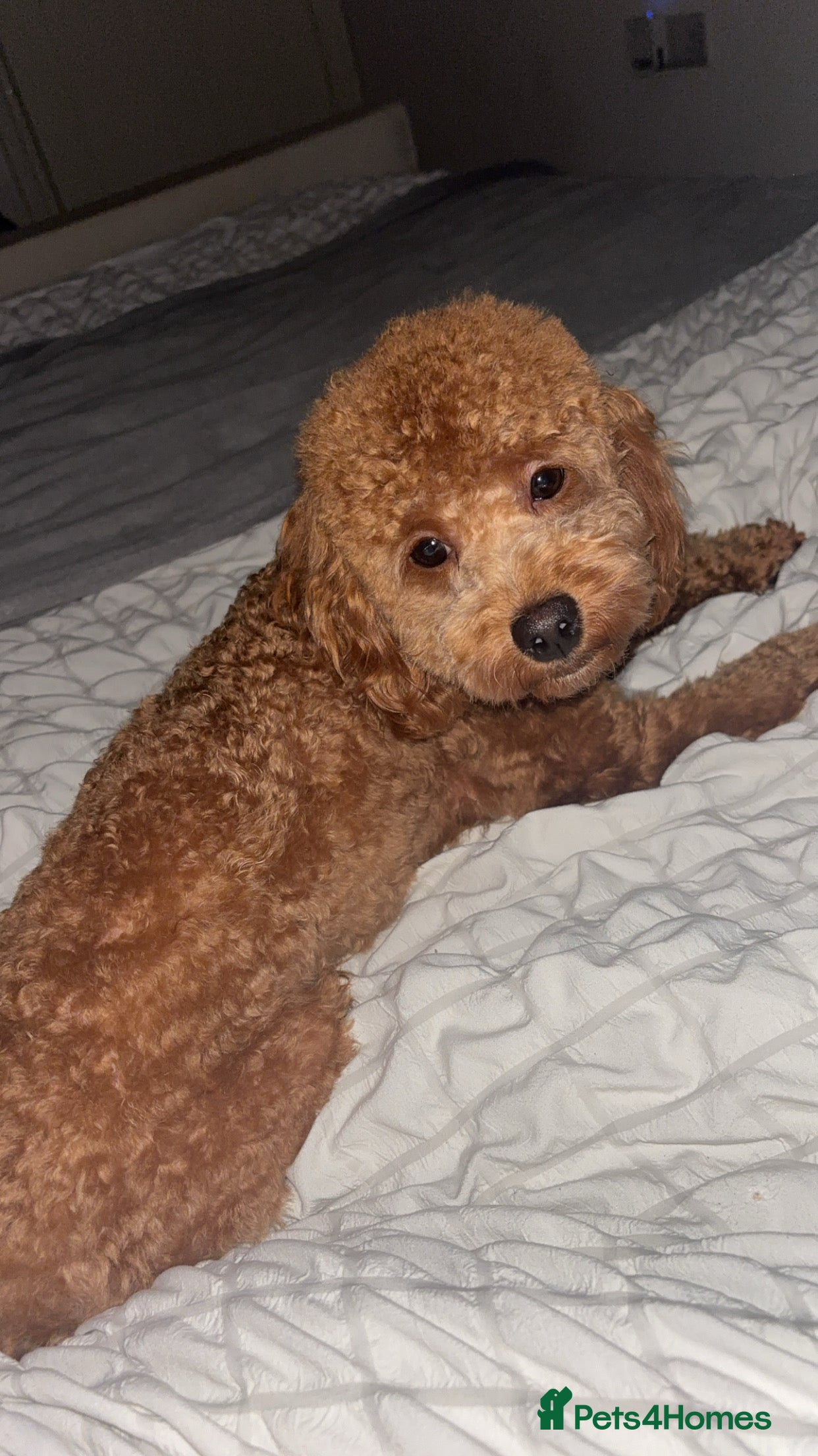 Cavapoo dogs 🐾 Beautiful Male Cavapoo F1B 🐾 in Barnsley - Advert 1