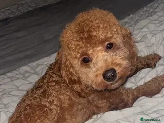 Cavapoo dogs 🐾 Beautiful Male Cavapoo F1B 🐾 in Barnsley - Advert 10