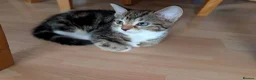 Mixed Breed cats for sale: Kittens  - Advert 23