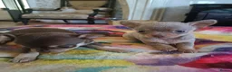 Chihuahua dogs for sale: Exquisite Tiny Chihuahua puppies.  - Advert 11