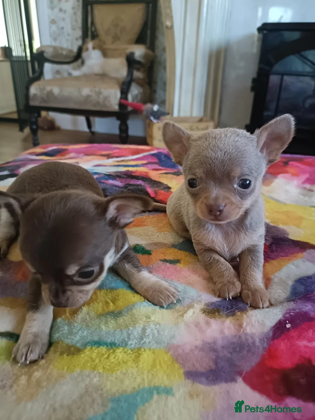 Chihuahua dogs for sale: Exquisite Tiny Chihuahua puppies.  - Advert 11
