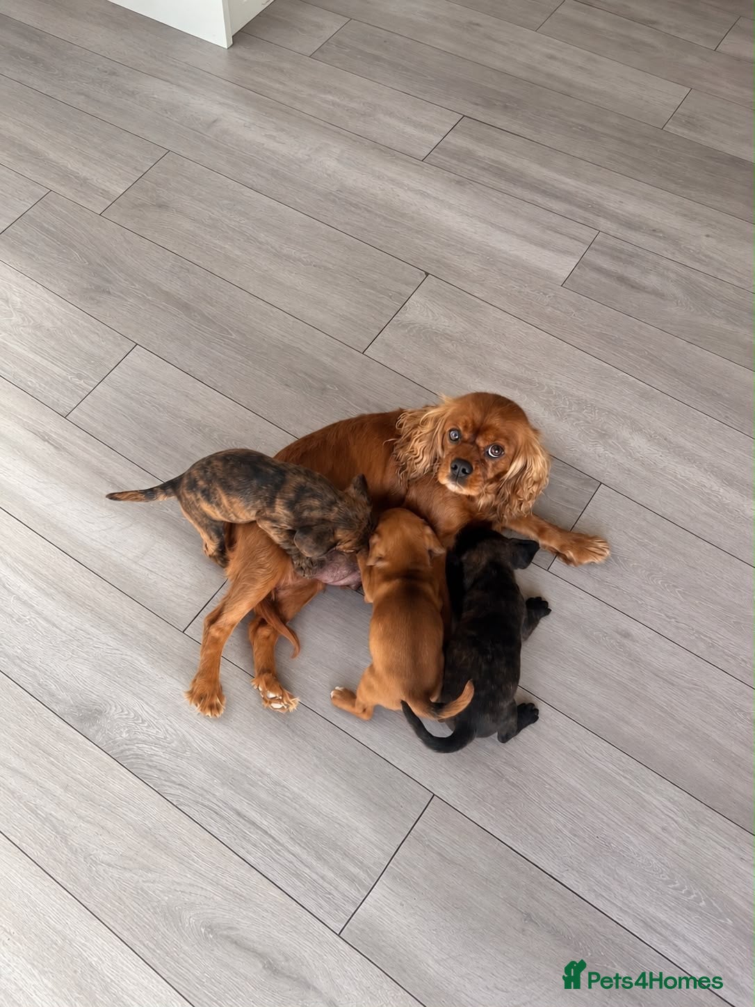 Mixed Breed dogs Cavajack puppies for sale  - Advert 1