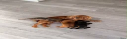 Mixed Breed dogs for sale: Cavajack puppies for sale  - Advert 1