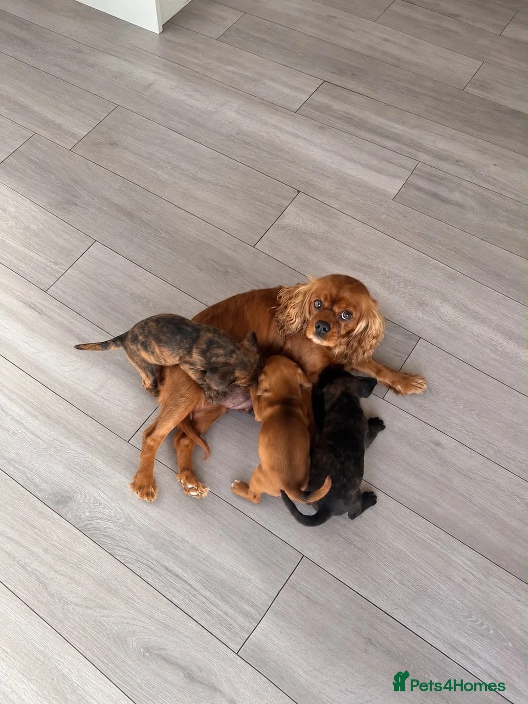 Mixed Breed dogs for sale: Cavajack puppies for sale  - Advert 1