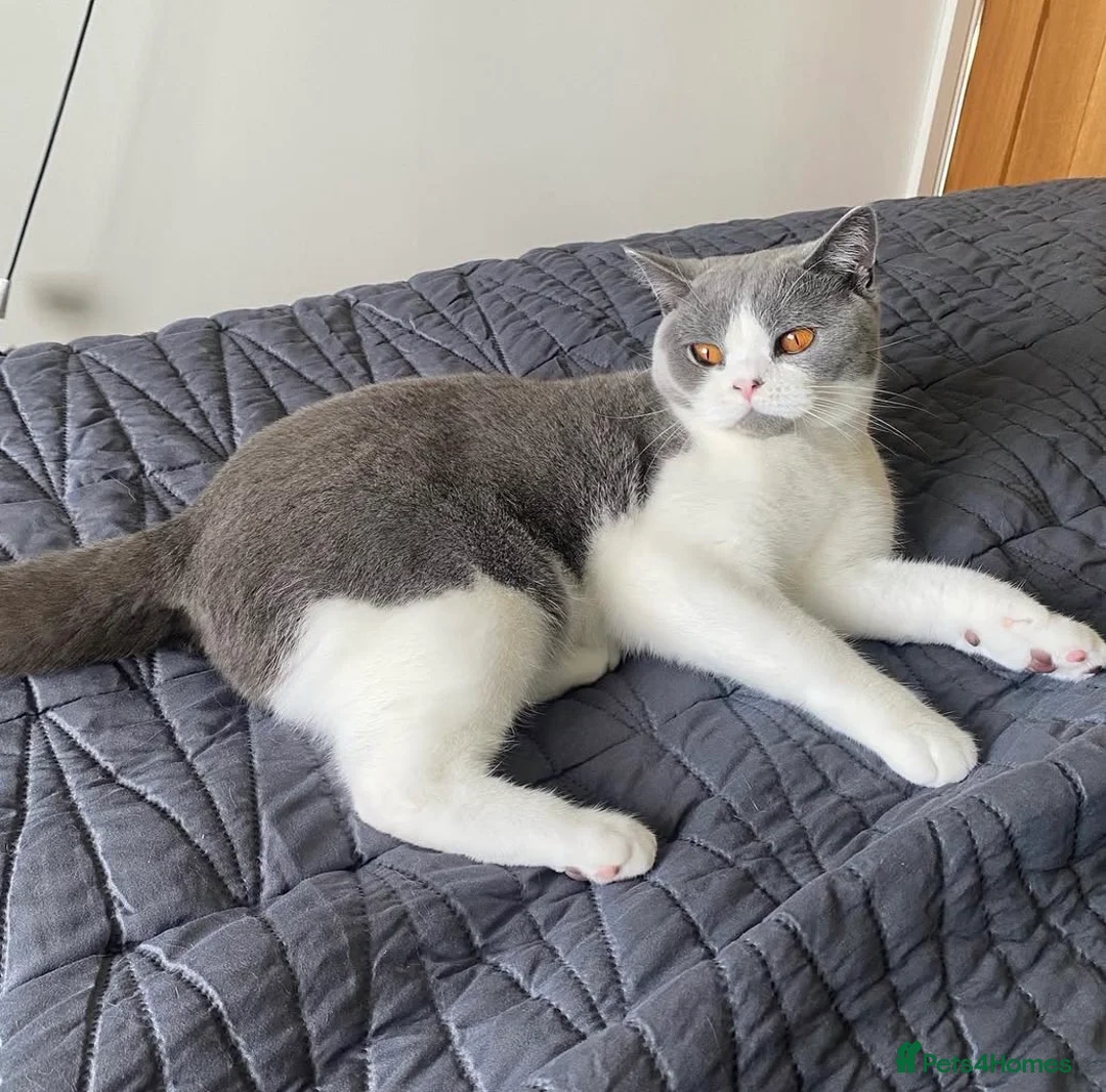 British Shorthair cats for sale: Blue/White British Short Hair Female 5 Years Old - Advert 1