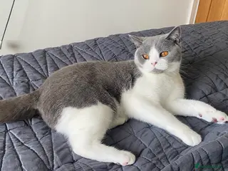 British Shorthair cats Blue/White British Short Hair Female 5 Years Old - Advert 9