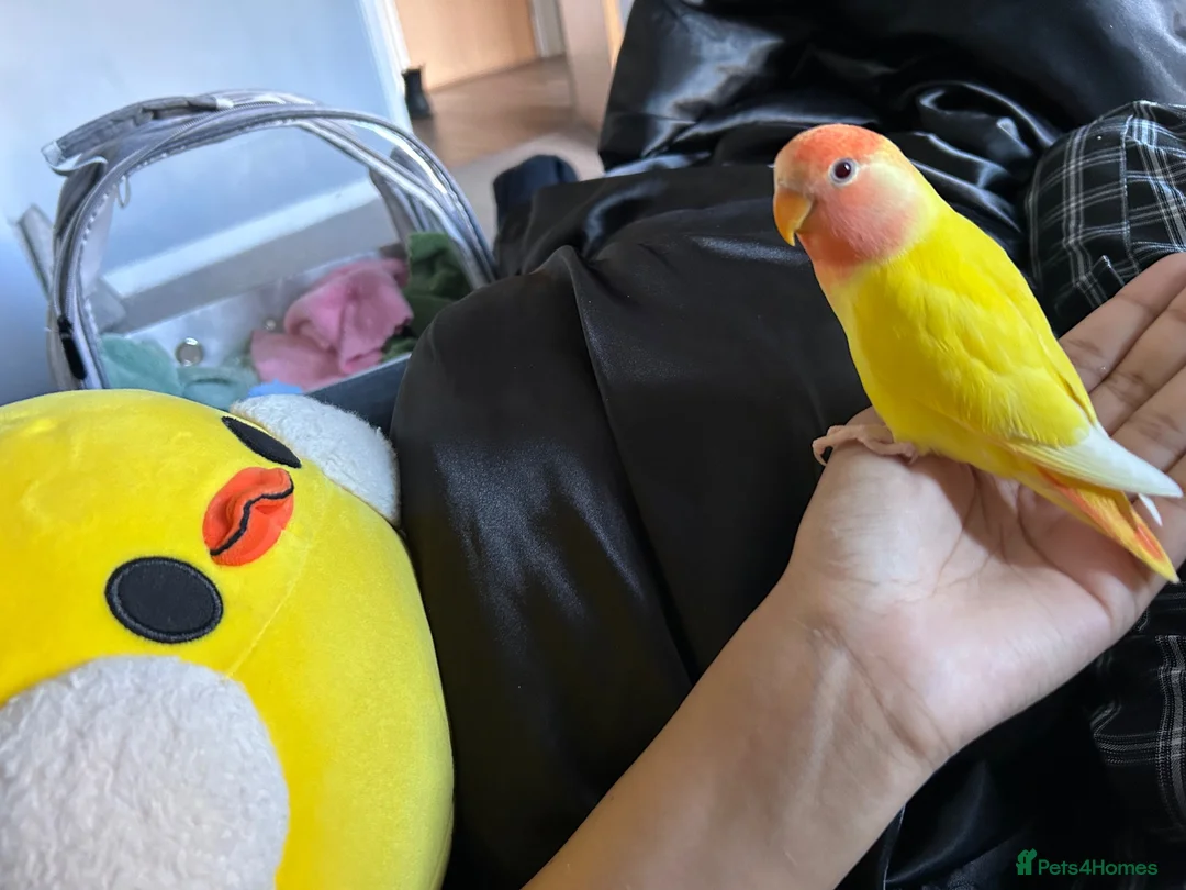 Lovebirds birds for sale: Peach faced Lovebird  in Birmingham - Advert 5