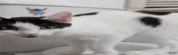 British Shorthair cats for sale: Beautiful shorthair boy Ozzy  in Birmingham - Advert 4