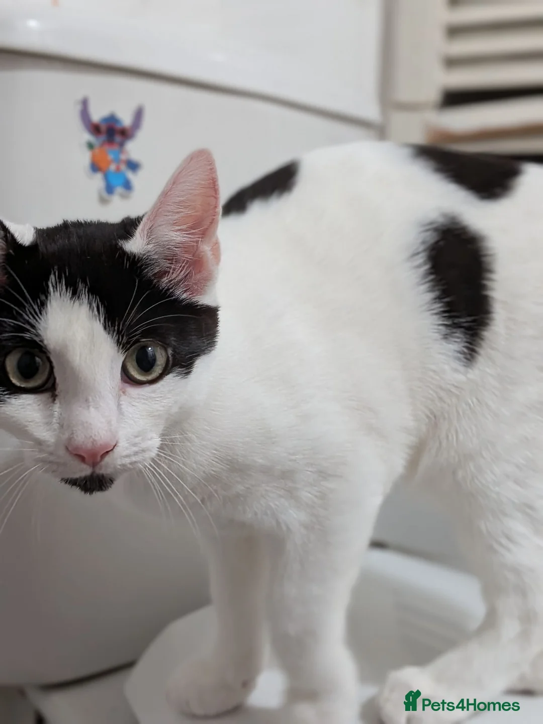 British Shorthair cats for sale: Beautiful shorthair boy Ozzy  in Birmingham - Advert 4