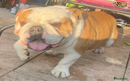 English Bulldog dogs for stud: QUALITY RED AND WHITE BULLDOG STUD DISCOUNT CHIPS in Sunderland - Image 12
