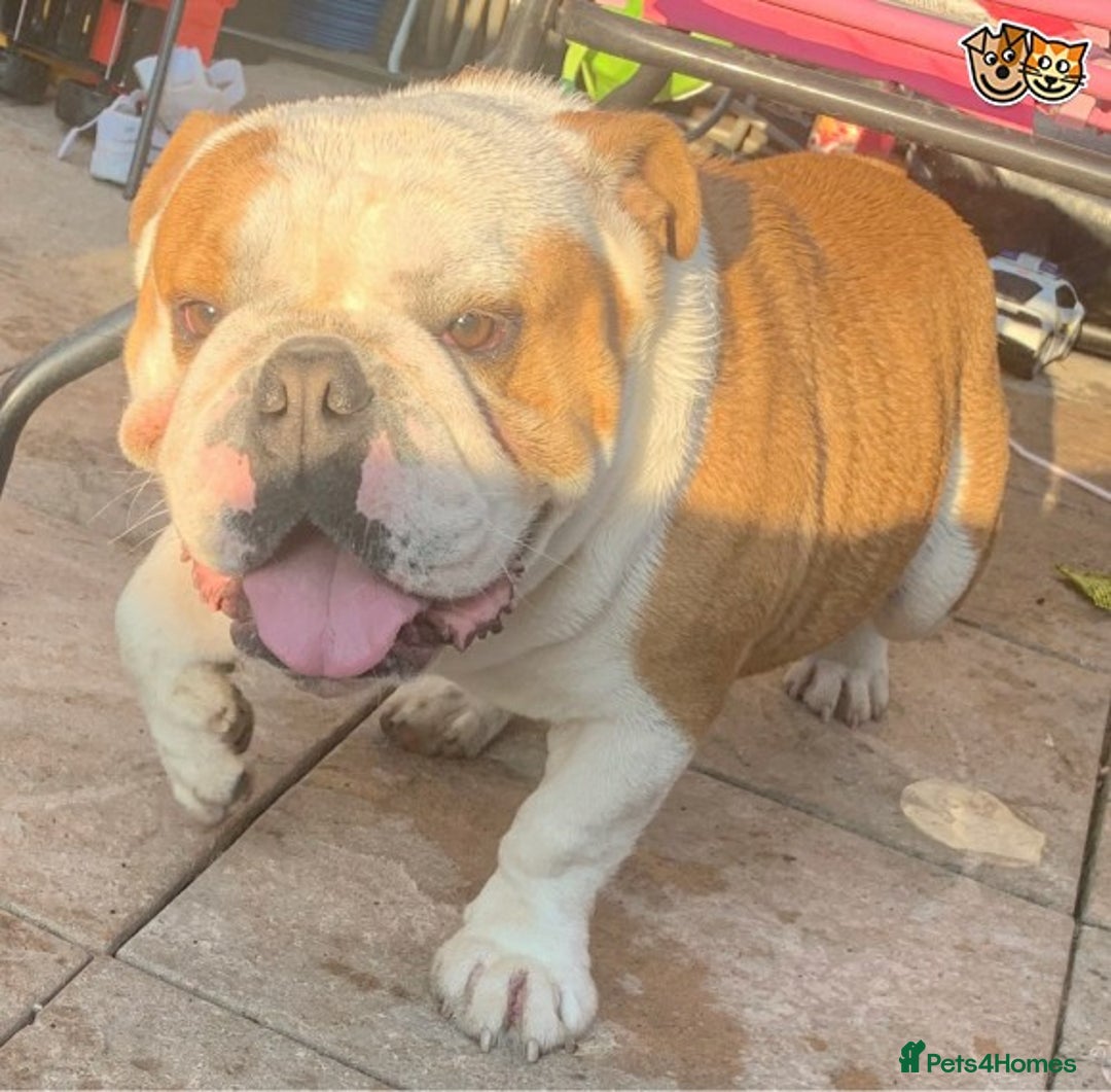 English Bulldog dogs for stud: QUALITY RED AND WHITE BULLDOG STUD DISCOUNT CHIPS in Sunderland - Image 12