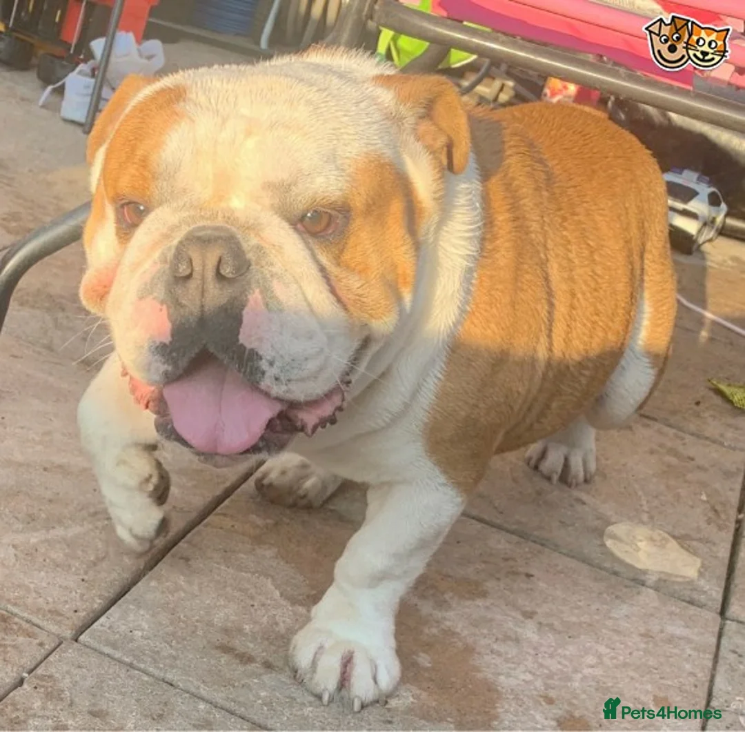 English Bulldog dogs for stud: QUALITY RED AND WHITE BULLDOG STUD DISCOUNT CHIPS in Sunderland - Advert 12