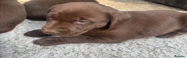 Labrador Retriever 4