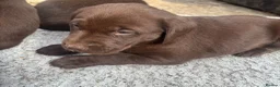 Labrador Retriever dogs for sale: Beautiful Chocolate Labrador Puppies - Advert 3