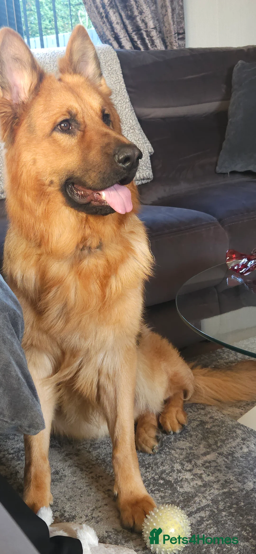 German Shepherd dogs for sale: 2 year old German Shepherd dog in Shipley - Advert 9