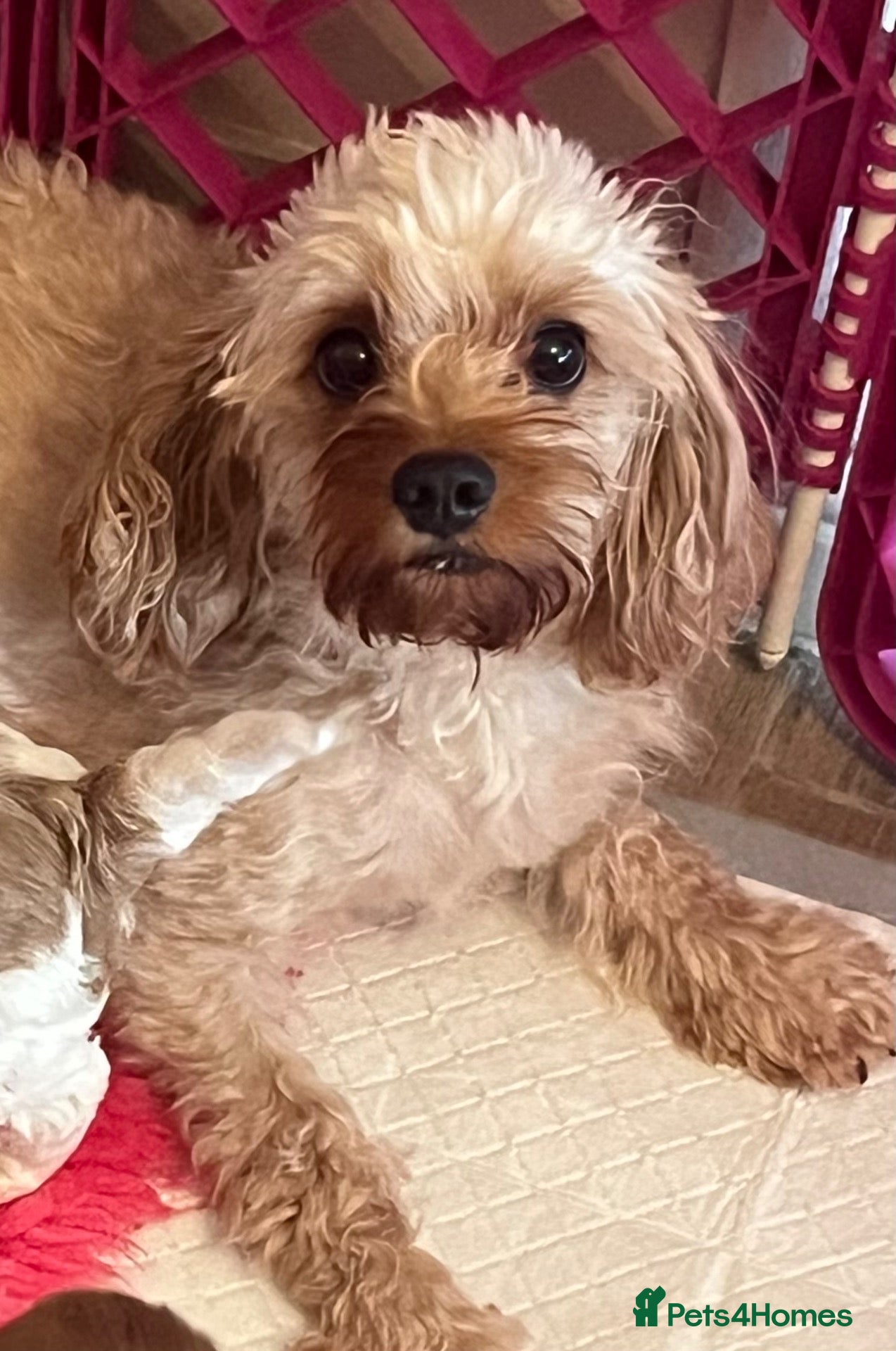 Cavapoo dogs Beautiful cavapoo puppies - Advert 2
