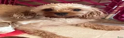 Cavapoo dogs for sale: Beautiful cavapoo puppies - Advert 2