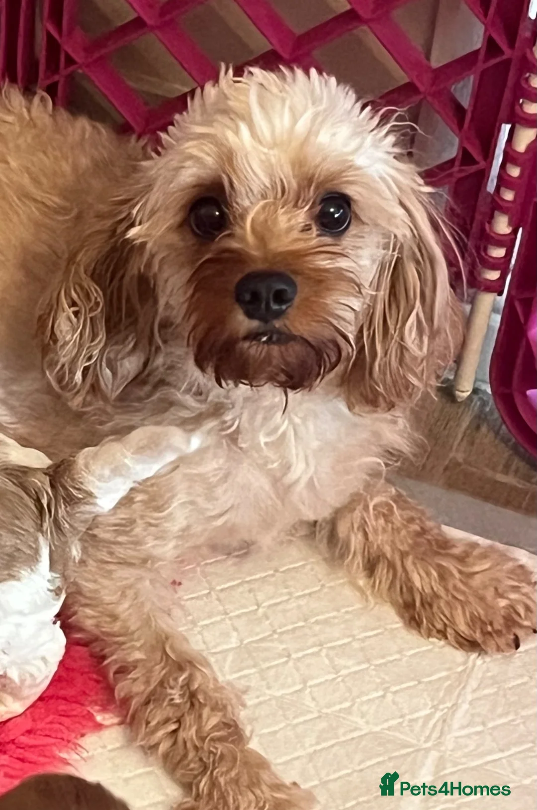 Cavapoo dogs for sale: Beautiful cavapoo puppies - Advert 2
