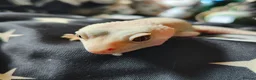 Leopard Gecko reptiles for sale: Leopard Gecko and Vivarium in Norwich - Advert 1